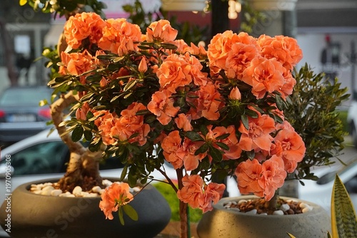Azalea orange flowers in a flower shop in Athens, Greece
