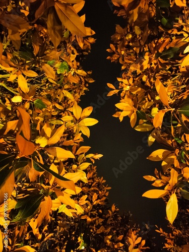 Golden Leaves Illuminated at Night, Autumn Foliage Frame Background, Moody Nature Wallpaper