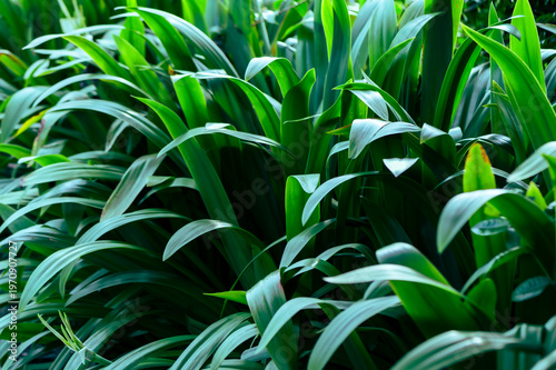 The natural background of palm leaves in a tropical forest.