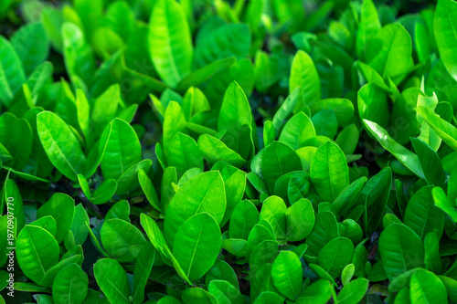 Beautiful dark green leaf texture, spot shot, natural green leaves used as background for nature wallpaper or tropical cover