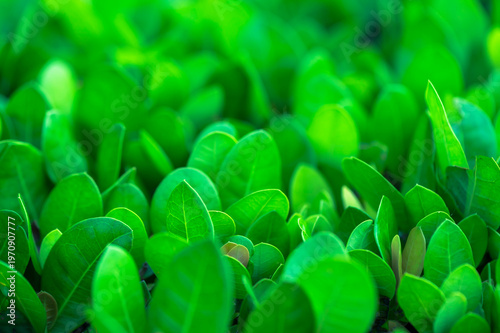 Beautiful dark green leaf texture, spot shot, natural green leaves used as background for nature wallpaper or tropical cover