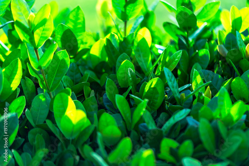 Beautiful dark green leaf texture, spot shot, natural green leaves used as background for nature wallpaper or tropical cover