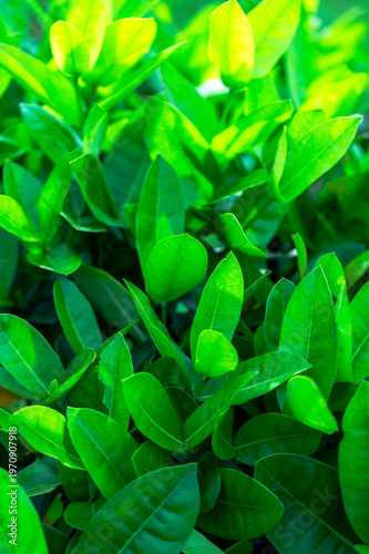 Beautiful dark green leaf texture, spot shot, natural green leaves used as background for nature wallpaper or tropical cover