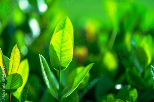 Beautiful dark green leaf texture, spot shot, natural green leaves used as background for nature wallpaper or tropical cover
