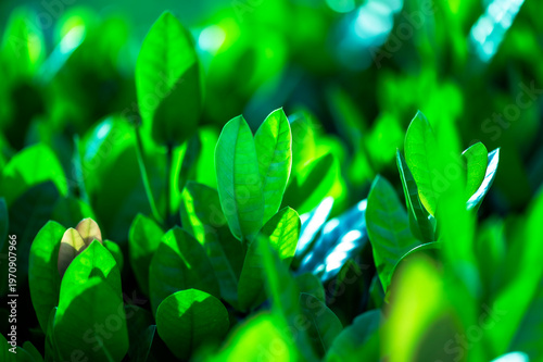 Beautiful dark green leaf texture, spot shot, natural green leaves used as background for nature wallpaper or tropical cover
