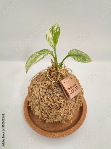 Handmade Kokedama with Love Tag, Minimalist Plant Gift Background, Eco-friendly Wallpaper