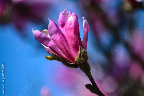 Close-up of a vibrant pink magnolia flower bud against a bright blue sky