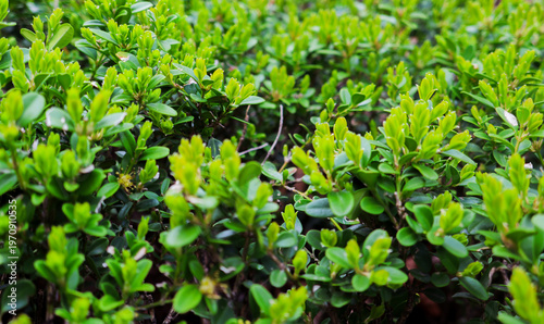 Lush green leave natural spring background