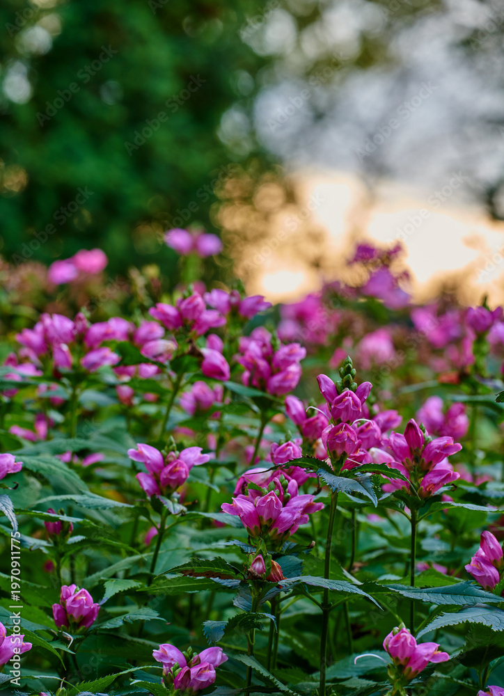 Fototapeta premium Closeup, flower and leaves blossom in nature for pollination, ecology and horticulture. Bokeh, rose turtlehead and blooming season with wildflower, flowering and botanical plants in natural habitat