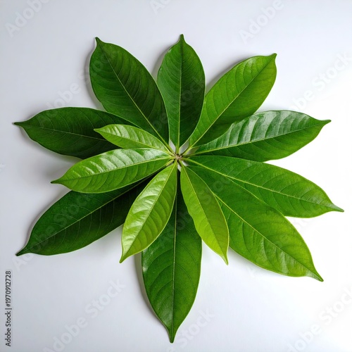 Arrangement of vibrant green leaves forming a radial pattern on a bright white surface botanical design element natural symmetry
