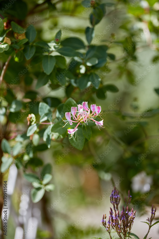 Fototapeta premium Plants, honeysuckle and growth in spring, flower and environment for botany with green leaves. Floral, pink petals and nature with sustainability, texture and bloom outdoor in garden on background