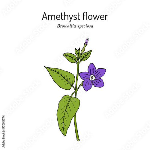 Amethyst flower or bush violet (Browallia speciosa), medicinal and ornamental plant. Hand drawn botanical vector illustration