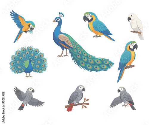 Collection of Colorful Tropical Birds featuring Macaws, Peacocks and African Grey Parrots in Various Poses Vector Icons