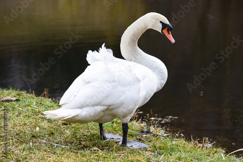 Elegant white swan with graceful neck stands by the water's edge on grassy bank
