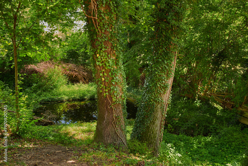 Fototapeta premium Botanical, development or tree branch at lake for sustainability, woodland or trunk structure in ecology. Nature, river or plants with growth, conservation or wilderness greenery in rural environment