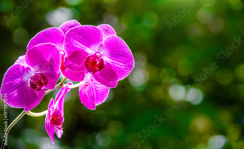 Purple Orchid branch on green natural background
