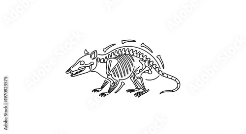 Rat Skeleton Anatomy Illustration - Vector Line Art