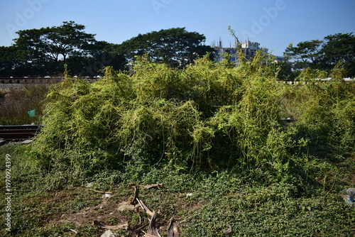 Quadro su tela Cuscuta (Dodder / Amarbel) – Parasitic Vine Plant in Nature
