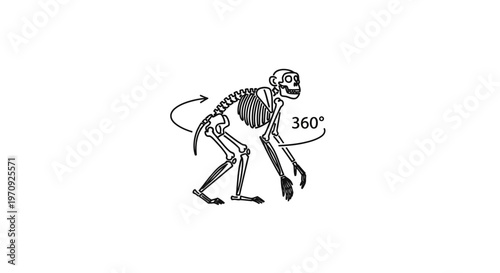 Monkey skeleton 360 degree rotation animation, anatomical illustration
