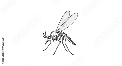 Mosquito illustration, black and white line drawing, isolated on white background