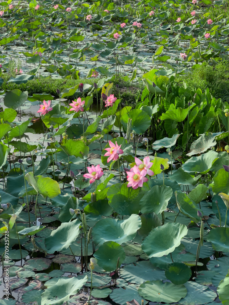 Fototapeta premium Lotus Flowers Blooming on Vietnam Pond Farm Morning