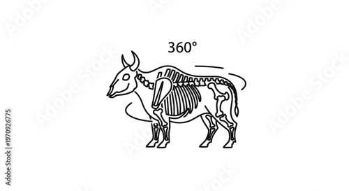 360 Degree View of a Cow Skeleton, Anatomical Illustration