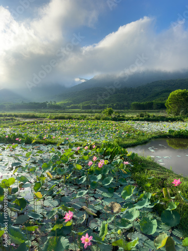 Lotus Pond at Sunrise Tra Ly Duy Xuyen Vietnam