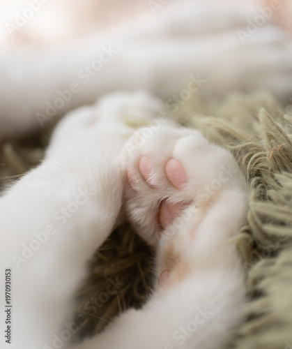 可愛い猫の肉球	