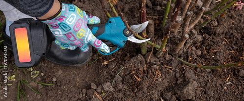 Pruning rose bushes with professional cordless electric battery secateurs