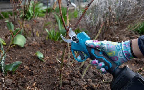 Billede på lærred Pruning rose bushes with professional cordless electric battery secateurs