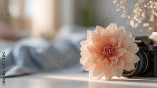 Tranquil Still Life Featuring Dahlia Bloom with Camera for Creative Content