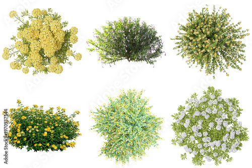 Foto Six diverse flowering shrubs and bushes, viewed from above, showcasing vibrant natural greens and colorful blossoms