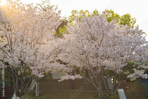 Photography Cherry blossoms are in full bloom at Guqin Terrace Park in Wuhan, Hubei, China