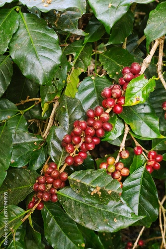 Coffee beans ripening on a tree