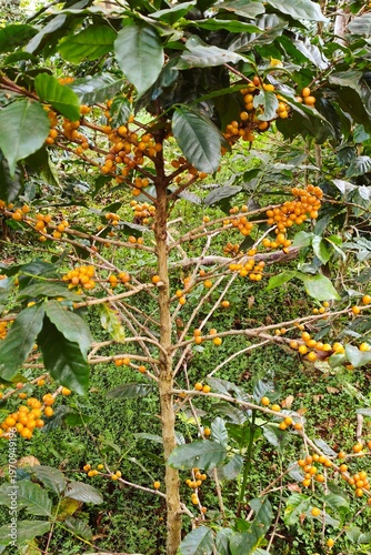 Coffee beans ripening on a tree