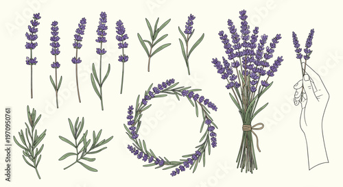 Delicate illustrations of lavender sprigs, a floral wreath, and a hand holding flowers for herbal and botanical designs.