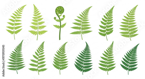 Various green fern leaves in different shades and shapes on white background