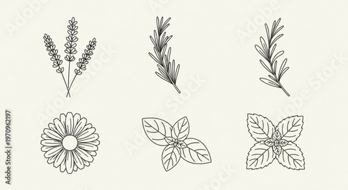 Botanical line art illustrations of herbs and flowers for design and decoration purposes