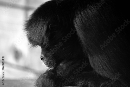 Photography Sad-looking Spider Monkey in black and white
