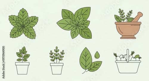 Herbs in pots and mortar with pestle for cooking and herbalism on light green background