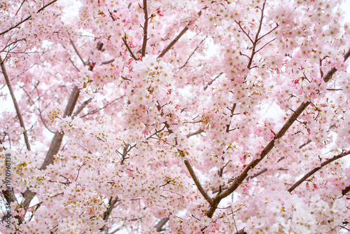 満開の桜 権現堂