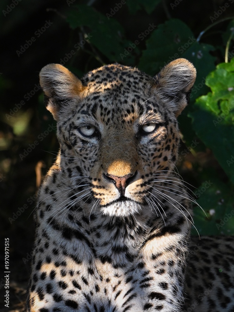 Obraz premium Animals in the wild