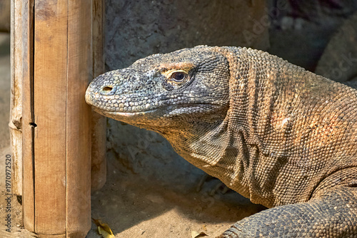 Komodo dragon close-up in the zoo    