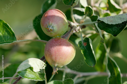 Two apples are hanging from a tree