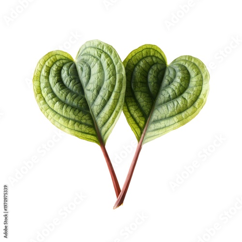 Centella Asiatica Gotu Kola Medicinal Plant with Green Leaves and Detailed Root System Isolated on White Background
