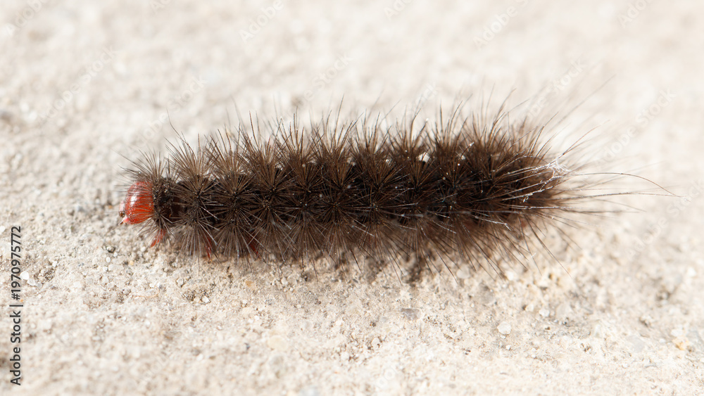 Obraz premium Close-up of fuzzy caterpillar on concrete