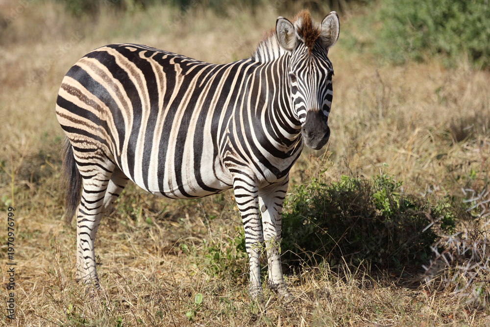 Obraz premium Steppenzebra / Burchell's zebra / Equus quagga burchellii