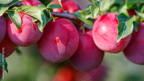 Close-up shot of plums on tree, vibrant and fresh, ready for harvest