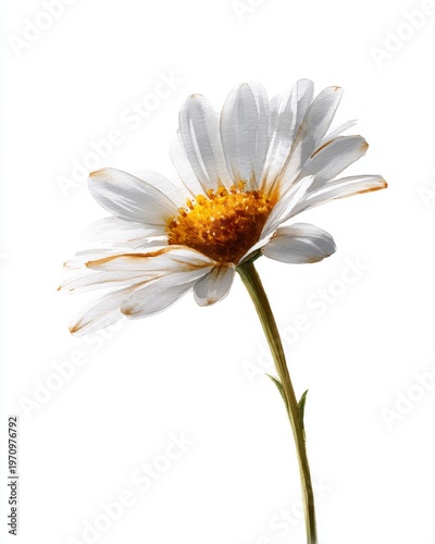 Highly detailed watercolor daisy with natural petal texture