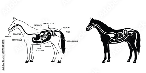 Horse Digestive Anatomy Vector with Labeled Equine Digestive System Diagram